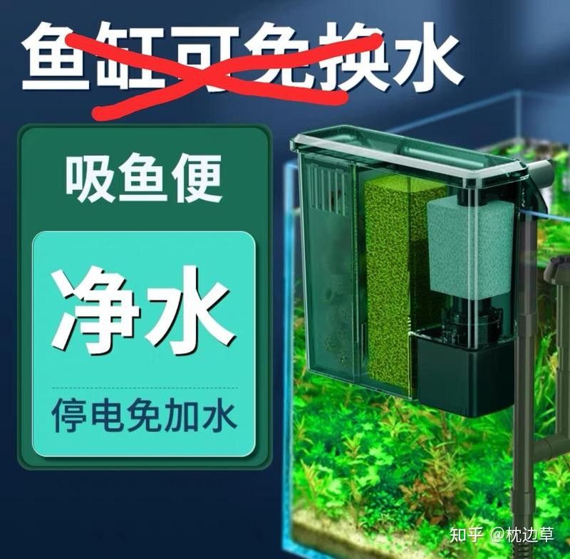 龍魚交叉感染后多久可以合缸（魚交叉感染后多久可以合缸）