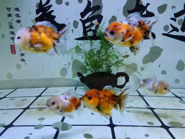 龍魚交叉感染后多久可以合缸（魚交叉感染后多久可以合缸）