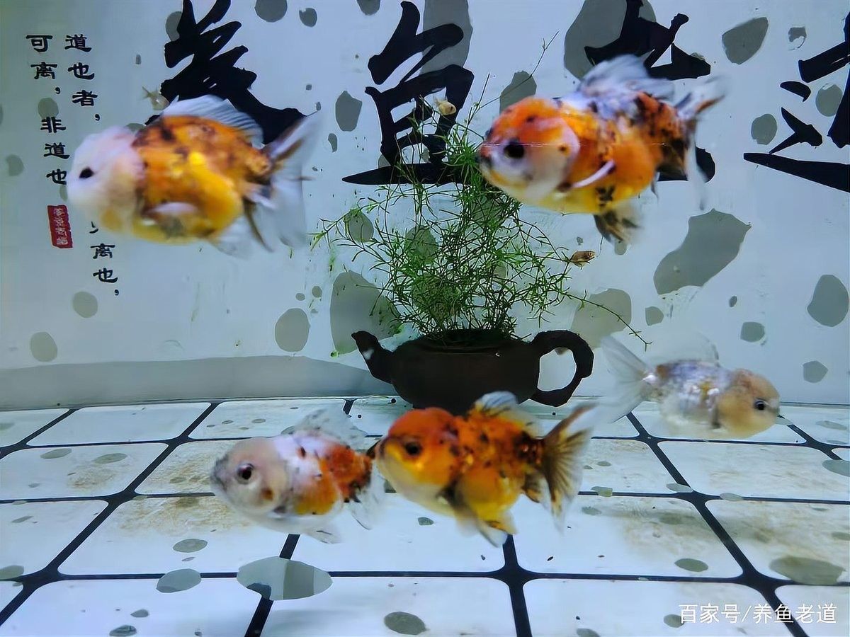 龍魚交叉感染后多久可以合缸（魚交叉感染后多久可以合缸）