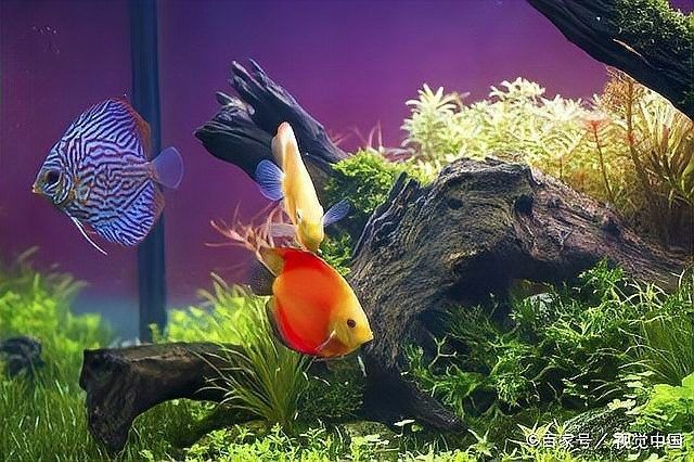 龍魚交叉感染后多久可以合缸（魚交叉感染后多久可以合缸）