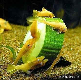 金龍魚換水后多久喂食？（金龍魚換水后多久喂食）