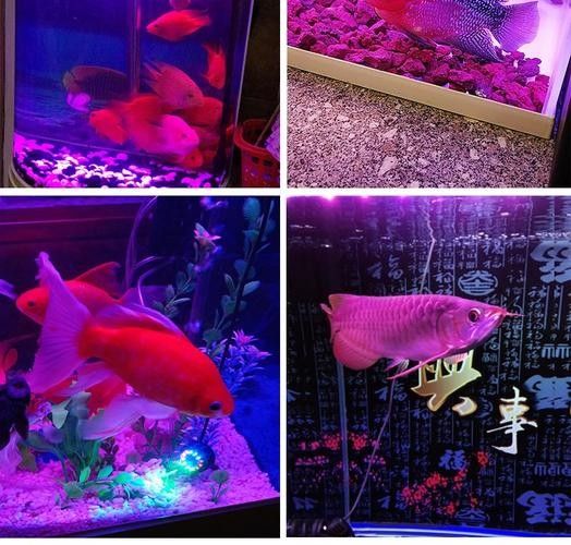 紅龍魚燈光布置實例（——龍魚燈光布置實例與建議）