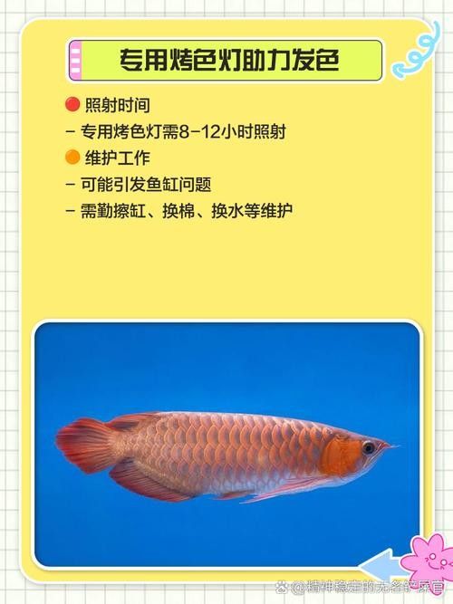 紅龍魚燈光布置實例（——龍魚燈光布置實例與建議）