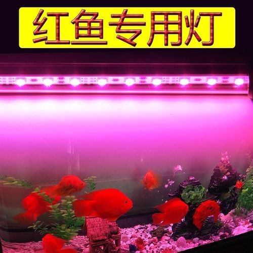 哪些品牌的紅龍魚專用燈比較好？（紅龍魚專用燈光對于養(yǎng)殖紅龍魚來說非常有幫助及選購要點）