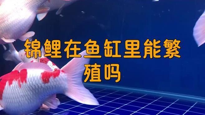 金龍魚和錦鯉的繁殖問題（金龍魚和錦鯉的繁殖問題一直是水族愛好者關注的重點）
