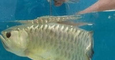金龍魚和錦鯉的繁殖問題（金龍魚和錦鯉的繁殖問題一直是水族愛好者關注的重點）