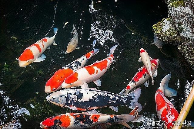 金龍魚和錦鯉的繁殖問題（金龍魚和錦鯉的繁殖問題一直是水族愛好者關注的重點）