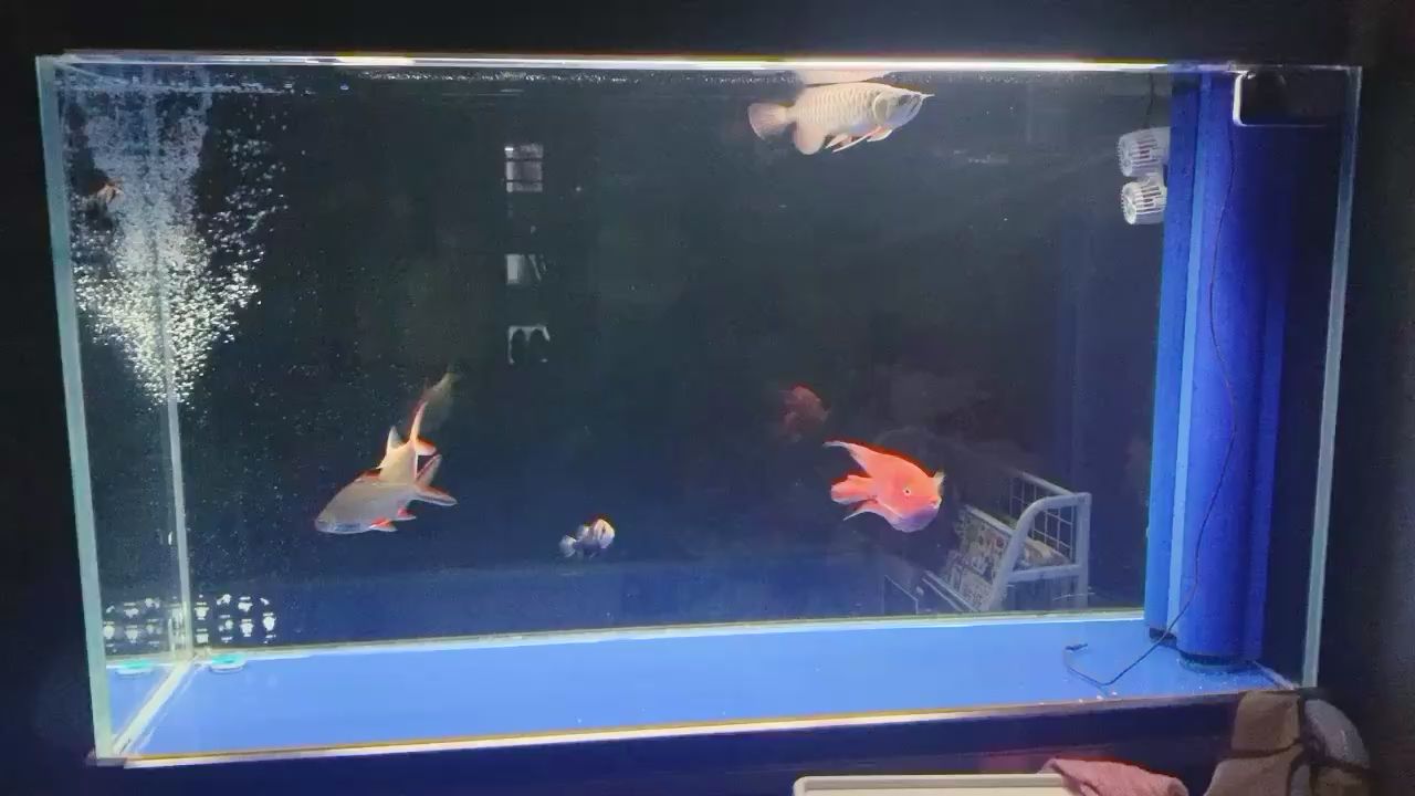 北海水族館雖然掉鱗狀態依然不錯（北海水族館——海洋生物的保護者）