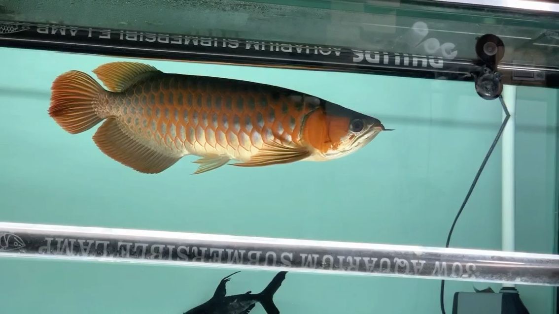 個人喜好#正版的老板魚#（正版的老板魚）