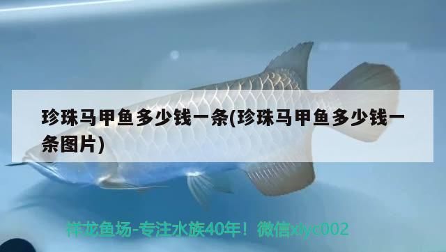 珍珠馬甲魚多少錢一條(珍珠馬甲魚多少錢一條圖片)（關于珍珠馬甲魚多少錢一條的問題）