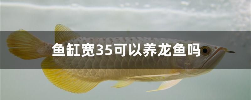 魚缸寬35可以養龍魚嗎（魚缸寬35可以養龍魚嗎魚缸寬35可以養龍魚嗎）