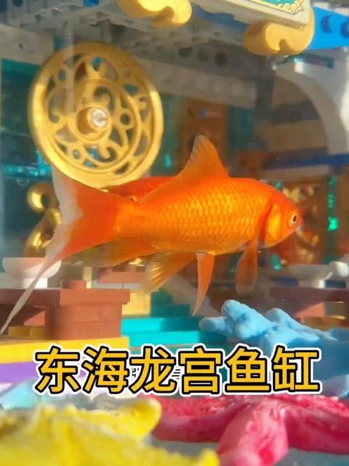 給我一些東海龍宮御龍魚缸的圖片