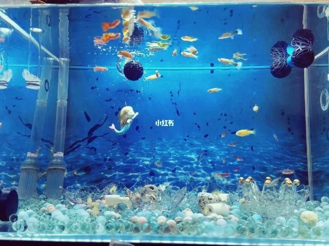 給我一些東海龍宮御龍魚缸的圖片