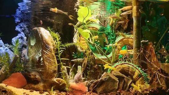 給我一些東海龍宮御龍魚缸的圖片