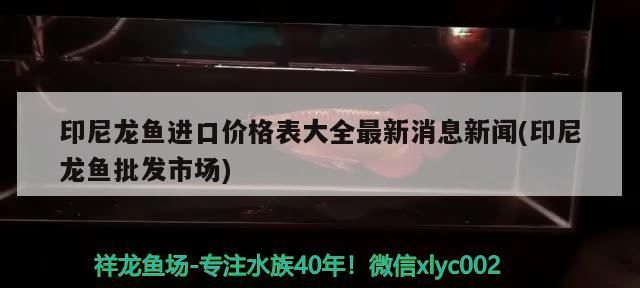 印尼龍魚進口價格表大全最新消息新聞(印尼龍魚批發市場)