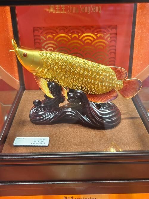 金龍魚在哪些場合被用作吉祥物