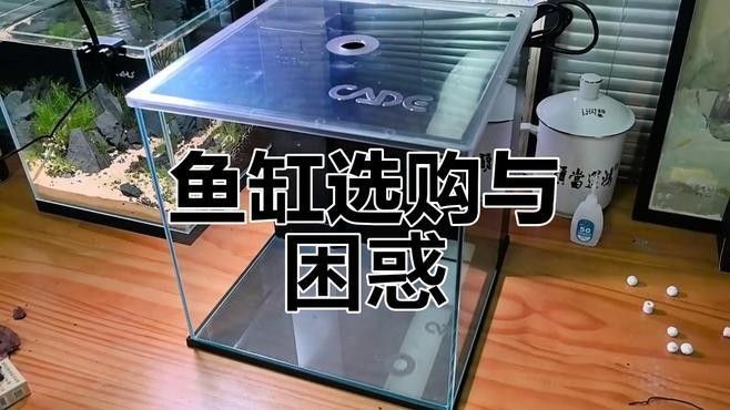 彩蝶埃及缸的價格是多少