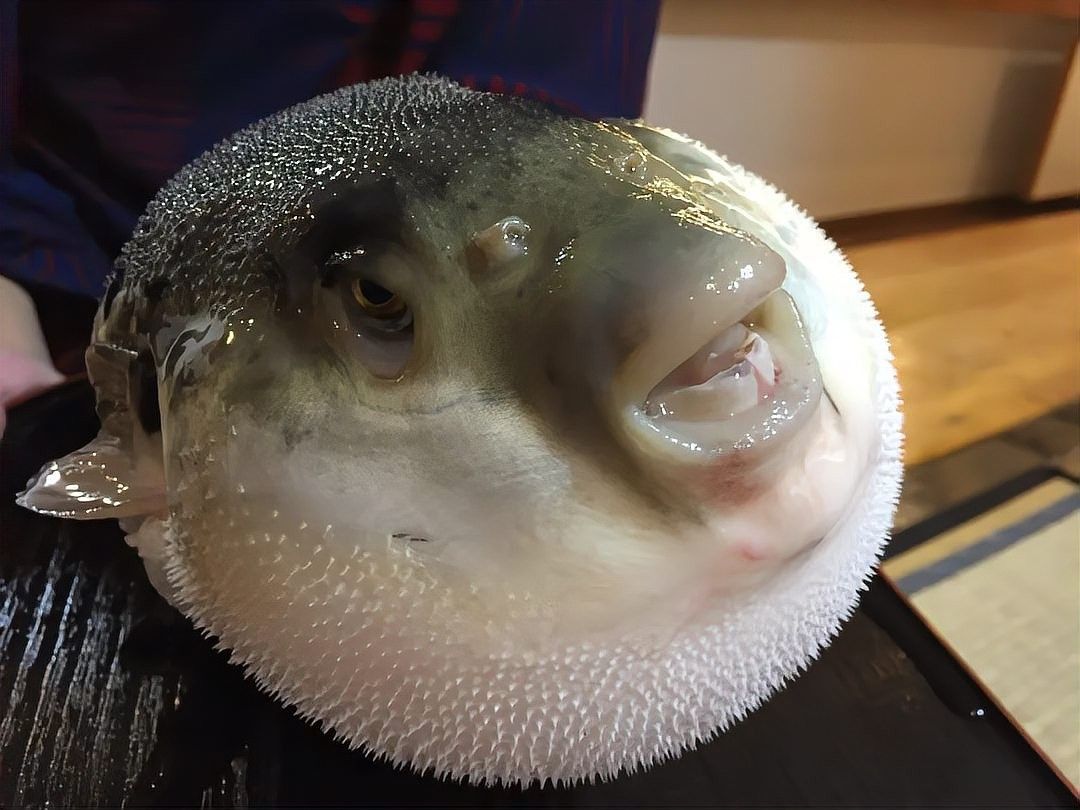 哪些食物對(duì)恐龍魚(yú)有毒（哪些食物對(duì)恐龍魚(yú)有毒？）