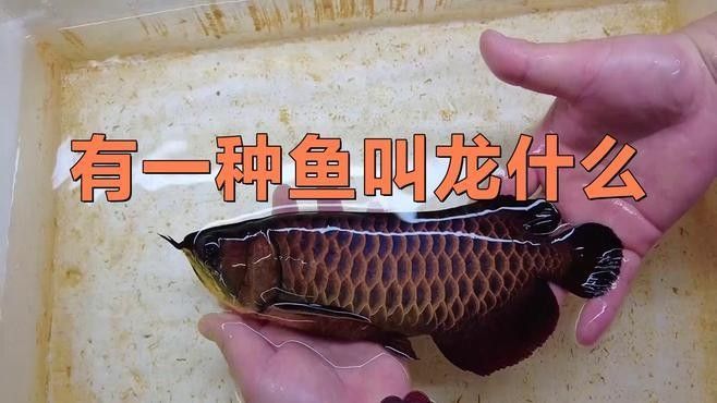 如何區(qū)分金龍魚(yú)和龍利魚(yú)（金龍魚(yú)和龍利魚(yú)的區(qū)別）
