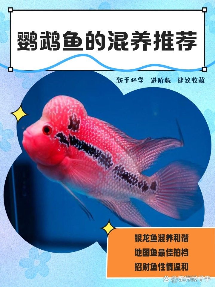 發(fā)財魚和鸚鵡魚混養(yǎng)會有沖突嗎？（發(fā)財魚和鸚鵡魚可以混養(yǎng)嗎）