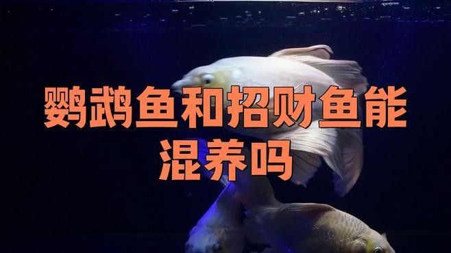 發(fā)財魚和鸚鵡魚混養(yǎng)會有沖突嗎？（發(fā)財魚和鸚鵡魚可以混養(yǎng)嗎）