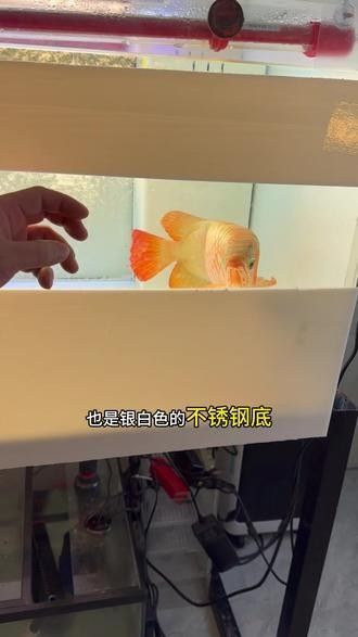 白玉龍魚的價格是多少？（白玉龍魚養(yǎng)殖攻略:白玉龍魚價格受多種因素影響）