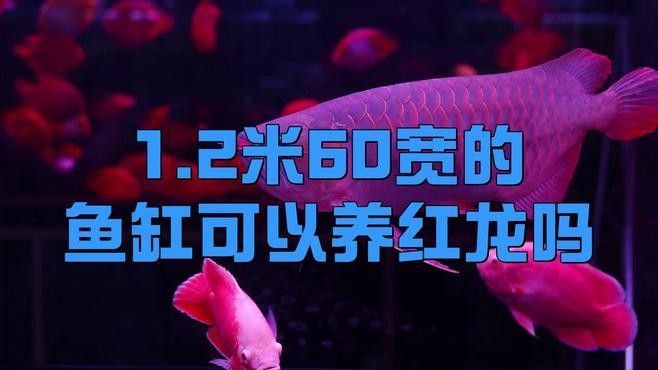 紅龍魚混養需要多大的缸？