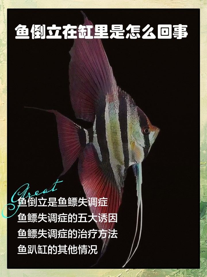 如何判斷龍魚豎立行為的原因（判斷龍魚豎立行為原因和判斷龍魚豎立行為原因分類列出） 如何判斷龍魚豎立行為的原因（判斷龍魚豎立行為原因和判斷龍魚豎立行為原因分類列出） 龍魚百科 第1張