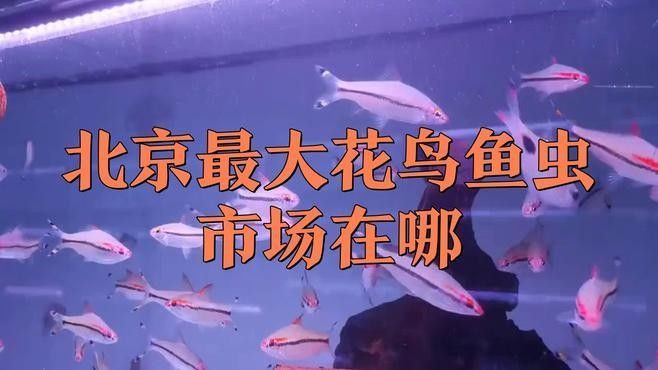 北京乾坤龍魚漁場的價格如何？（北京乾坤龍魚漁場價格如何，）