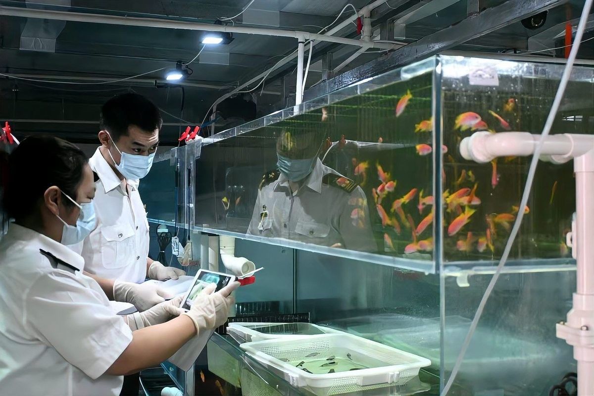 北京乾坤龍魚漁場的價格如何？（北京乾坤龍魚漁場價格如何，）