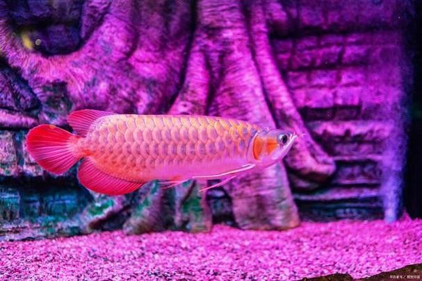 江都哪個水族館龍魚好？祥龍魚場龍魚（廣州祥龍魚場龍魚的品質鑒賞）