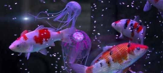 蝴蝶鯉能和龍魚混養嗎怎么養