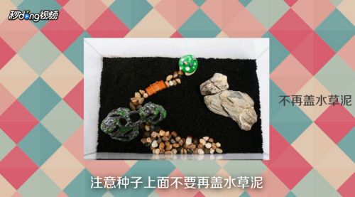 龍魚魚鱗發白（龍魚魚鱗發白怎么回事）（龍魚魚鱗發白怎么辦）