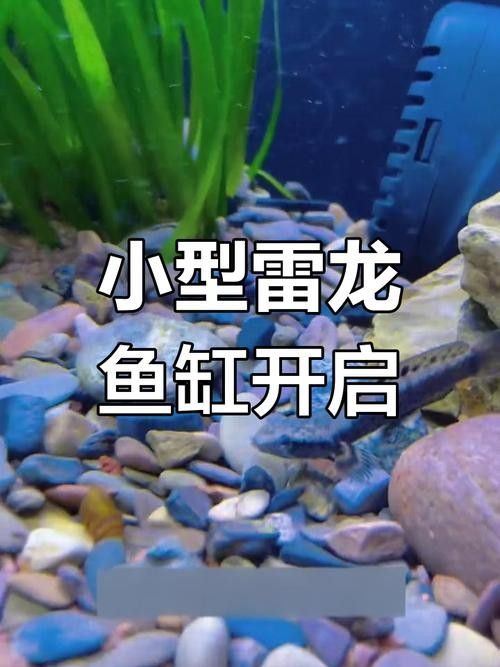 幻彩藍寶石雷龍魚能混養(yǎng)嗎？（幻彩藍寶石雷龍魚可以混養(yǎng)嗎）