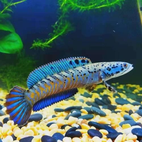 幻彩藍寶石雷龍魚能混養(yǎng)嗎？（幻彩藍寶石雷龍魚可以混養(yǎng)嗎）