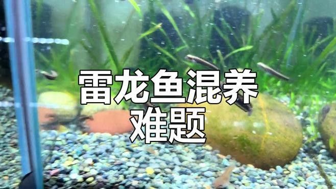 幻彩藍寶石雷龍魚能混養(yǎng)嗎？（幻彩藍寶石雷龍魚可以混養(yǎng)嗎）