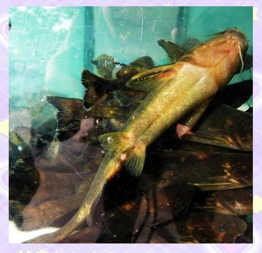 金沙江龍魚有哪些品種？（關于金沙江龍魚的一些基本信息）