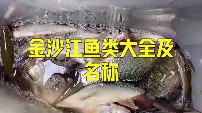 金沙江龍魚有哪些品種？（關于金沙江龍魚的一些基本信息）