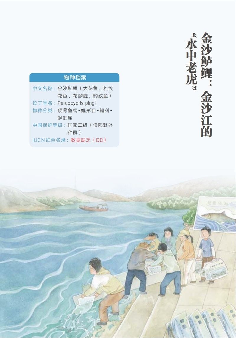 金沙江龍魚有哪些品種？（關于金沙江龍魚的一些基本信息）