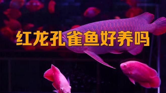 紅龍魚(yú)幼苗的飼養(yǎng)難度大嗎（20-30公分龍魚(yú)飼養(yǎng)技巧與注意事項(xiàng)）