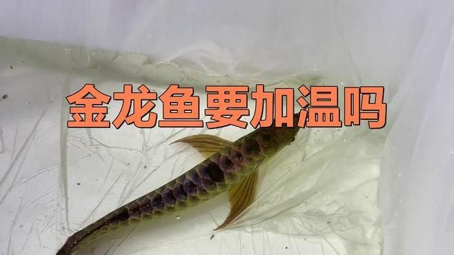 金龍魚溫度波動過大會有哪些影響