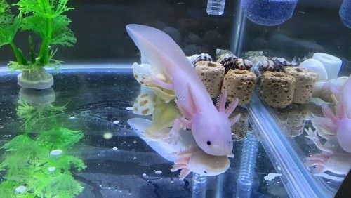 六角龍魚腳部白絮能自己好嗎？（六角龍魚腳部白絮能自己好嗎）