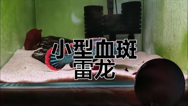 如何區(qū)分血斑雷龍魚和五斑雷龍魚？（斑雷龍魚和五斑雷龍魚的區(qū)別）