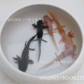 六角龍魚的價格是多少？（六角恐龍怎么養萌寵風向標六角恐龍怎么養萌寵風向標）