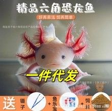 六角龍魚的價格是多少？（六角恐龍怎么養萌寵風向標六角恐龍怎么養萌寵風向標）