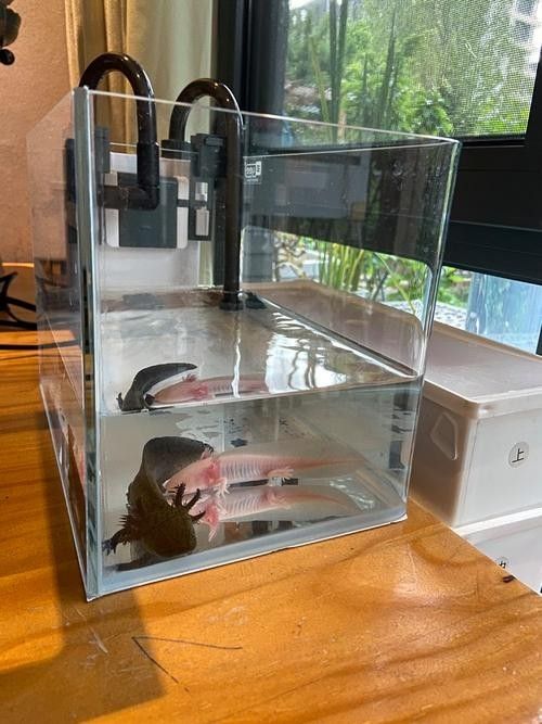 推薦幾款適合六角龍的魚缸（幾款適合六角龍的水族缸推薦）