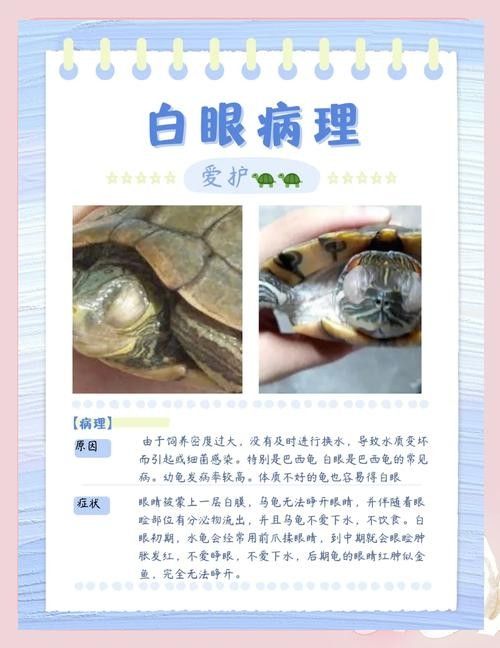 如何預防龍魚凸眼的發生（龍魚凸眼是什么原因） 如何預防龍魚凸眼的發生（龍魚凸眼是什么原因） 龍魚百科 第4張