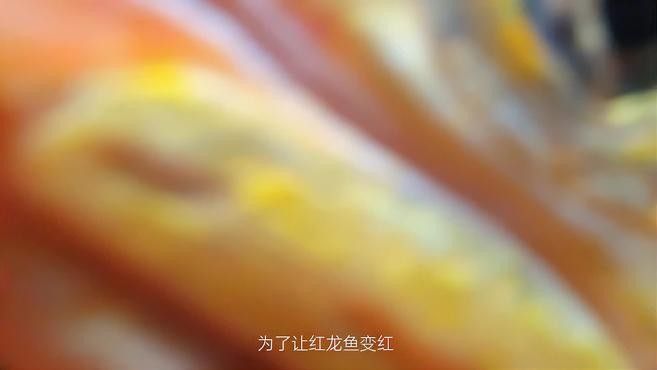 如何調(diào)整紅龍魚的飲食多樣性（帝龍說龍魚紅龍夏天喂什么最好海南加宸怎么養(yǎng)出好發(fā)色干貨分享）