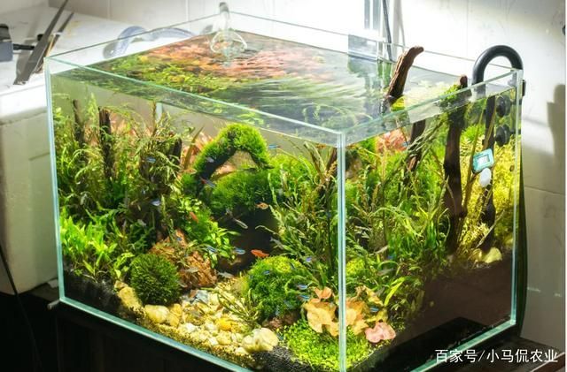 大型魚缸造景(大型魚缸造景是多用泡沫膠還是多用石頭好) 大型魚缸造景(大型魚缸造景是多用泡沫膠還是多用石頭好) 觀賞魚百科 第2張