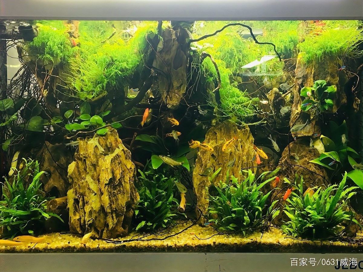 龍魚缸照明燈的功率多大合適 龍魚缸照明燈的功率多大合適 龍魚百科 第2張